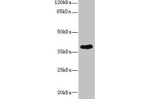 Western blot All lanes: CAB39L antibody at 10 μg/mL + 293T whole cell lysate Secondary Goat polyclonal to rabbit IgG at 1/10000 dilution Predicted band size: 40 kDa Observed band size: 40 kDa (CAB39L antibody  (AA 1-270))
