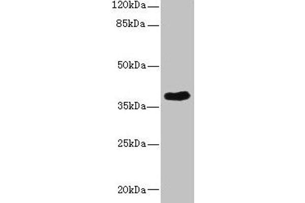 CAB39L anticorps  (AA 1-270)