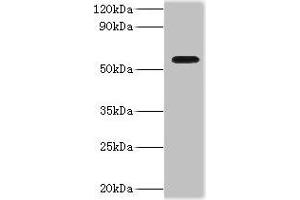 Western blot All lanes: ATP-dependent RNA helicase DDX19A antibody at 2 μg/mL + Mouse gonad tissue Secondary Goat polyclonal to rabbit IgG at 1/10000 dilution Predicted band size: 54, 44 kDa Observed band size: 54 kDa (DDX19A antibody  (AA 1-478))