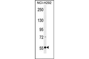 Western blot analysis of RAD26L Antibody (Center) in NCI-H292 cell line lysates (35ug/lane). (ERCC6L2 antibody  (Middle Region))