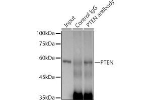 Immunoprecipitation analysis of 300 μg extracts of NIH/3T3 cells using 3 μg PTEN antibody . (PTEN antibody)