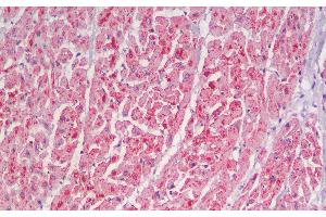 Immunohistochemistry analysis of paraffin-embedded Human Heart using CYCS Polyclonal Antibody. (Cytochrome C antibody)