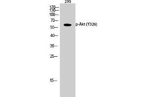 Western Blot (WB) analysis of 293 cells using Phospho-Akt (Y326) Polyclonal Antibody. (AKT1 antibody  (pTyr326))