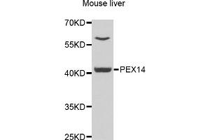 Western blot analysis of extracts of mouse liver, using PEX14 antibody.
