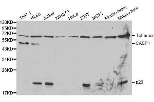 Western blot analysis of extracts of various cell lines, using CASP1 antibody.