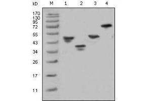 Western blot analysis using GST mouse mAb against various fusion protein with GST tag.
