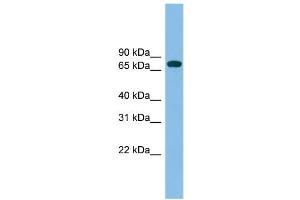 WB Suggested Anti-GBP2 Antibody Titration: 0. (GBP2 antibody  (N-Term))