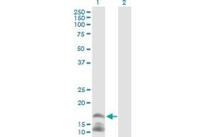 Western Blot analysis of CAMP expression in transfected 293T cell line by CAMP MaxPab polyclonal antibody. (Cathelicidin antibody  (AA 1-170))