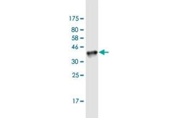 MafF antibody  (AA 1-110)