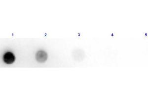 Dot Blot results of Rabbit Anti-Horse IgM Antibody Peroxidase Conjugated. (Rabbit anti-Horse IgM (Chain mu) Antibody (HRP))