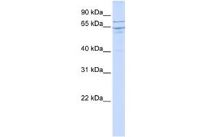 WB Suggested Anti-EDEM1 Antibody Titration:  0.