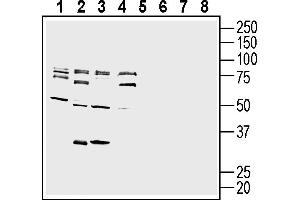 Western blot analysis of mouse  microglia cell line lysate (lanes 1 and 5), mouse J774 macrophage cell line lysate (lanes 2 and 6), mouse M1 myeloid leukemia cell line lysate (lanes 3 and 7) and mouse Neuro-2a neuroblastoma cell line lysate (lanes 4 and 8):1-4.
