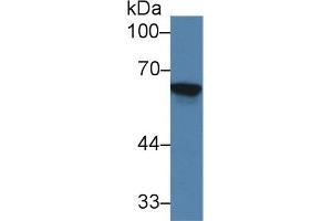 Western blot analysis of Rat Kidney lysate, using Mouse TREH Antibody (2 µg/ml) and HRP-conjugated Goat Anti-Rabbit antibody (