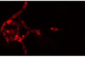 ABIN6274169 staining HepG2 cells by IF/ICC. (TPT1 antibody  (Internal Region))