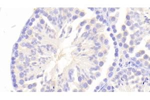 Detection of PK2 in Mouse Testis Tissue using Polyclonal Antibody to Prokineticin 2 (PK2) (PROK2 antibody  (AA 30-118))