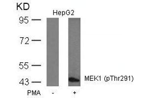 Western blot analysis of extracts from HepG2 cells untreated or treated with PMA using MEK1(Phospho-Thr291) Antibody. (MEK1 antibody  (pThr291))