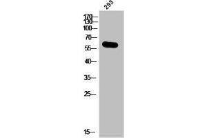 Western Blot analysis of 293 cells using Phospho-IRF-3 (S385) Polyclonal Antibody (IRF3 antibody  (pSer385))