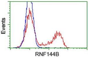 Image no. 1 for anti-Ring Finger Protein 144B (RNF144B) (AA 1-256) antibody (ABIN1490643) (RNF144B antibody  (AA 1-256))