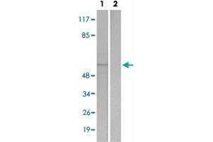 Western blot analysis of Lane 1: Untreated 293 cell lysates, Lane 2: Synthesized peptide treated 293 cell lysates reacted with STK4/STK3 (phospho T183) polyclonal antibody  at 1:500-1:3000 dilution. (STK4 antibody  (pThr183))