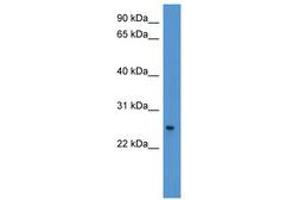 Image no. 1 for anti-PYD and CARD Domain Containing (PYCARD) (AA 121-170) antibody (ABIN6746135) (PYCARD antibody  (AA 121-170))