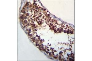 Immunohistochemistry analysis in formalin fixed and paraffin embedded human testis tissue reacted with POMT1 Antibody (C-term) followed which was peroxidase conjugated to the secondary antibody and followed by DAB staining. (POMT1 antibody  (C-Term))