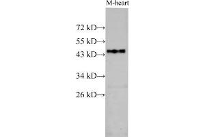 Western Blot analysis of Mouse heart using BSG Polyclonal Antibody at dilution of 1:1000 (CD147 antibody)