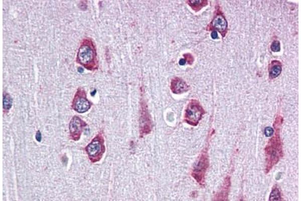 RAPSN antibody  (AA 399-412)