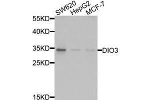 Western blot analysis of extracts of various cells, using DIO3 antibody.