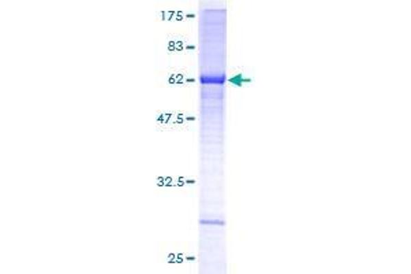 ALG5 Protein (AA 1-324) (GST tag)