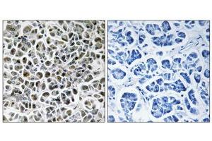 Immunohistochemistry analysis of paraffin-embedded human pancreas tissue using NDUFA3 antibody. (NDUFA3 antibody  (Internal Region))