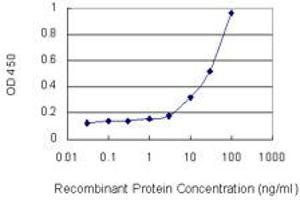 Detection limit for recombinant GST tagged CTGF is 1 ng/ml as a capture antibody. (CTGF antibody  (AA 31-251))