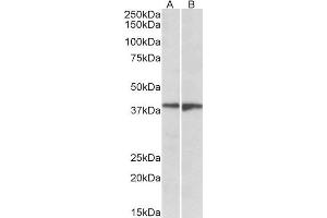 ABIN1590077 (1µg/ml) staining of Human Frontal Cortex (A) and Amygdala (B) lysates (35µg protein in RIPA buffer). (S1PR5 antibody  (Internal Region))