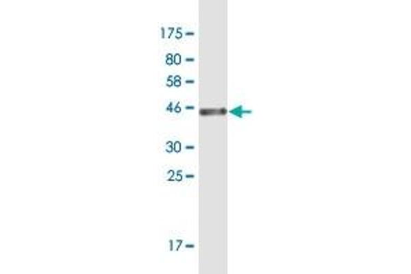 ID4 antibody  (AA 1-161)