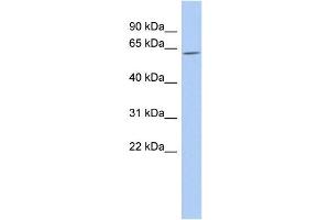 WB Suggested Anti-TULP2 Antibody Titration:  0. (TULP2 antibody  (Middle Region))