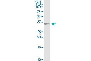 TFAP4 MaxPab rabbit polyclonal antibody. (TFAP4 antibody  (AA 1-338))