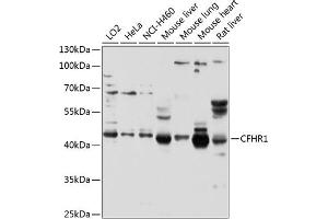 Western blot analysis of extracts of various cell lines, using CFHR1 antibody (ABIN3016580, ABIN3016581, ABIN3016582 and ABIN6219787) at 1:1000 dilution. (CFHR1 antibody  (AA 151-330))