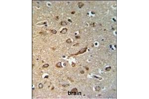 GP Antibody (Center) (ABIN653744 and ABIN2843046) IHC analysis in formalin fixed and paraffin embedded brain tissue followed by peroxidase conjugation of the secondary antibody and DAB staining. (GPR180 antibody  (AA 119-147))