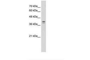 Image no. 2 for anti-Loricrin (LOR) (AA 58-107) antibody (ABIN203388) (LOR antibody  (AA 58-107))