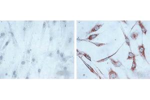 Immunocytochemistry (ICC) image for anti-Heat Shock 60kDa Protein 1 (Chaperonin) (HSPD1) antibody (ABIN361785)
