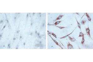 Immunocytochemistry/Immunofluorescence analysis using Mouse Anti-Hsp60 Monoclonal Antibody, Clone LK1, (ABIN361784 and ABIN361785). (HSPD1 antibody)