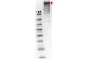 Western Blot of Rabbit anti-KLH (Keyhole Limpet Hemocyanine) antibody. (KLH antibody  (Rhodamine))