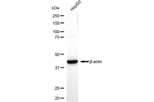 Western blotting analysis using β-actin antibody (ABIN7797466).