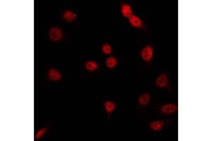 ABIN6266788 staining RAW264. (BHLHE41 antibody  (N-Term))