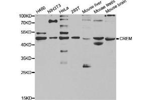 Western Blotting (WB) image for anti-CAMP Responsive Element Modulator (CREM) antibody (ABIN1876825)