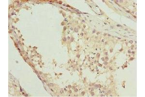 Immunohistochemistry of paraffin-embedded human testis tissue using ABIN7161905 at dilution of 1:100 (NR2E1 antibody  (AA 106-385))