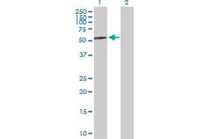 Western Blot analysis of AMY2A expression in transfected 293T cell line by AMY2A MaxPab polyclonal antibody. (AMY2A antibody  (AA 1-511))