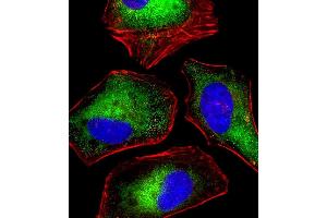 Immunofluorescent analysis of 4% paraformaldehyde-fixed, 0. (Density Regulated Protein antibody)