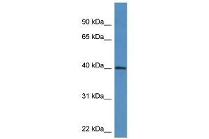 Western Blot showing ATAD1 antibody used at a concentration of 1-2 ug/ml to detect its target protein. (ATAD1 antibody  (C-Term))