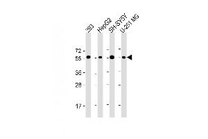 All lanes : Anti-PEPD Antibody (C-Term) at 1:2000 dilution Lane 1: 293 whole cell lysate Lane 2: HepG2 whole cell lysate Lane 3: SH-SY5Y whole cell lysate Lane 4: U-251 MG whole cell lysate Lysates/proteins at 20 μg per lane. (PEPD antibody  (AA 364-398))