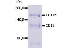 Immunoprecipitation of human CD11b/CD18 heterodimer from the lysate of washed PBMC isolated from healthy donor. (CD11b antibody  (Biotin))